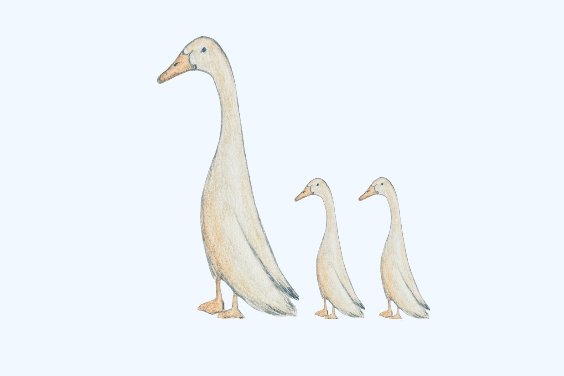Framed Original Watercolor Duck Painting, 4x6 & 5x7